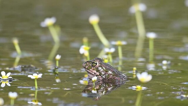 Green Toad (Bufotes viridis) at the Lake in the Wild with a Beautiful Floral Background Slow motion.