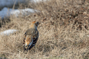 a snow bunting (in German: Schneeammer, Latin: Plectrophenax nivalis) in the brown gras