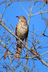 Brown thrasher bird on branch in Florida nature 