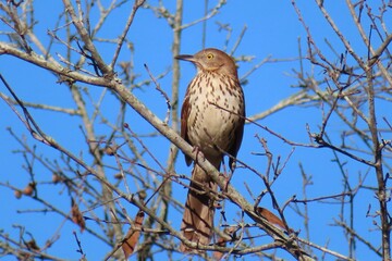 Brown thrasher bird on branch in Florida nature 