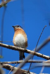 Male Eastern Bluebird (Sialia Sialis) on tree in Florida nature, closeup