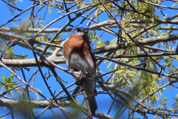 Male Eastern Bluebird (Sialia Sialis) in Florida nature, closeup