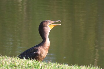 Cormorants at the pond in Florida nature, closeup