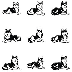 Fototapeta premium Sheltie