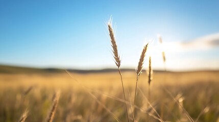 Fototapeta premium Golden wheat field illuminated by sunlight under a clear blue sky showing nature's bounty : Generative AI