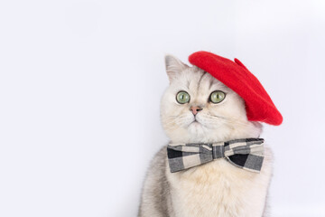Charming grey cat wearing red beret and plaid bow tie against white background