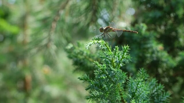 Summer Dragonfly Fluttering Wings on Juniper Branch in Forest. Dragonfly Resting on Juniper Branch. Tranquil Summer Wildlife Scene. Insect on Evergreen Branch on Summer Day
