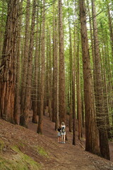 people walking in a sequoia forest