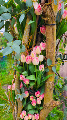 Holiday decorative compositions from tulips. Spring compositions. Season of tulips