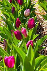 pink tulips in the garden