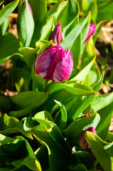 pink tulip and green leafs