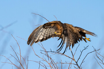 Common buzzard buteo buteo, in the wild.