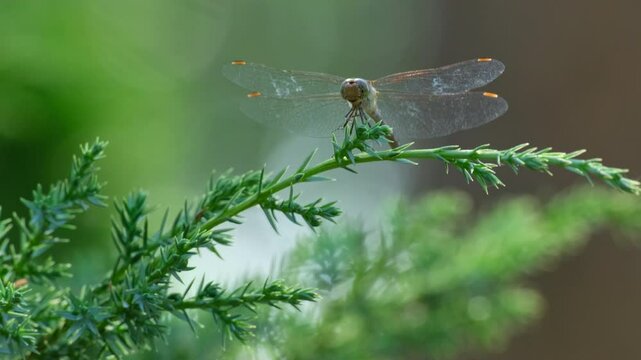 Summer Dragonfly Fluttering Wings on Juniper Branch in Forest. Dragonfly Resting on Juniper Branch. Tranquil Summer Wildlife Scene. Insect on Evergreen Branch on Summer Day