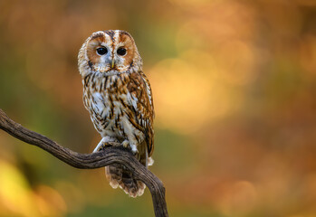 Tawny owl ( Strix aluco ) sitiing in the forest