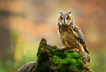 Long eared owl ( Asio otus ) close up