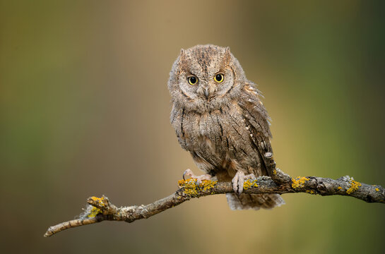 European scops owl ( Otus scops )