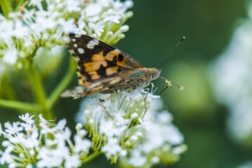 Papillon grande tortue, Nymphalis polychloros