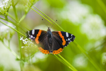 Papillon vulcain 2