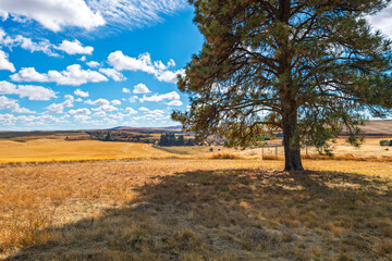 Obraz premium Steptoe Battlefield State Park Heritage Site, site of the 1858 Battle of Pine Creek between native Americans and American soldiers in the town of Rosalia, Washington.