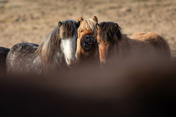 Icelandic horses © Christina Pichler