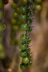 green tomatoes