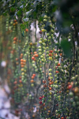 green and red tomatoes in a greenhouse