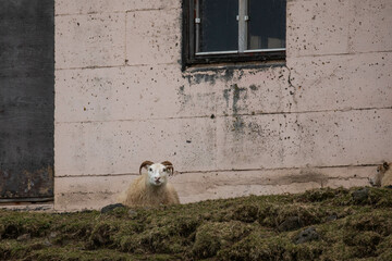 Obraz premium a sheep in front of a barn in Iceland