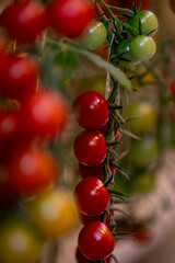 red tomatoes