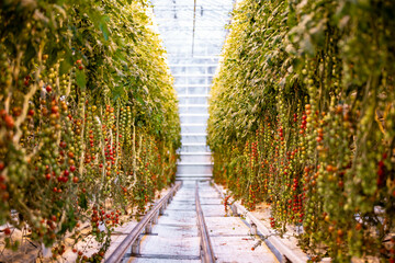 red and green tomatoes in a greenhouse