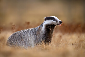 Badger close up ( Meles meles ) © Piotr Krzeslak
