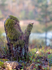 A rotten tree stump in the forest. Spring time.