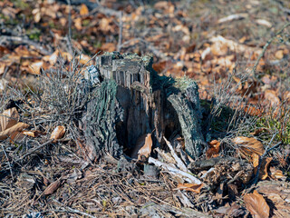 A rotten tree stump in the forest. Spring time.