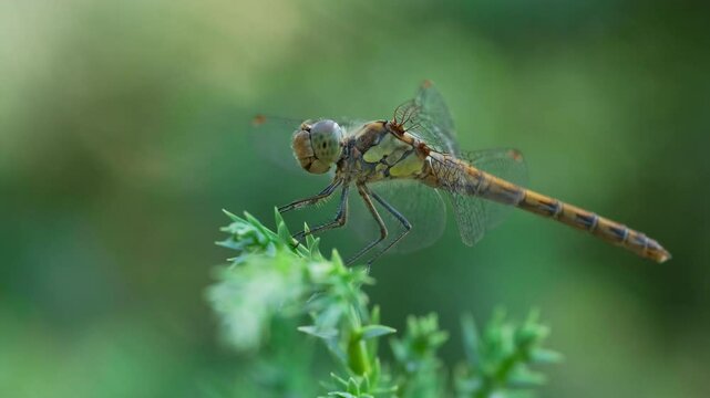 Dragonfly sit on Juniper Branch with Pine Forest Background. Summer Nature Close-Up. Tranquil Summer Wildlife Scene. Insect on Evergreen Branch on Summer Day