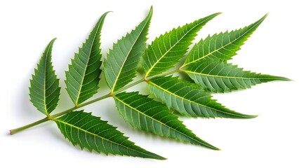Fresh Organic Neem