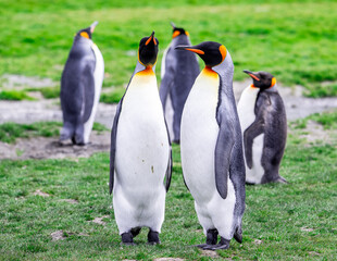 Fototapeta premium photographing kin penguins and chicks Fortuna Bay South Georgia