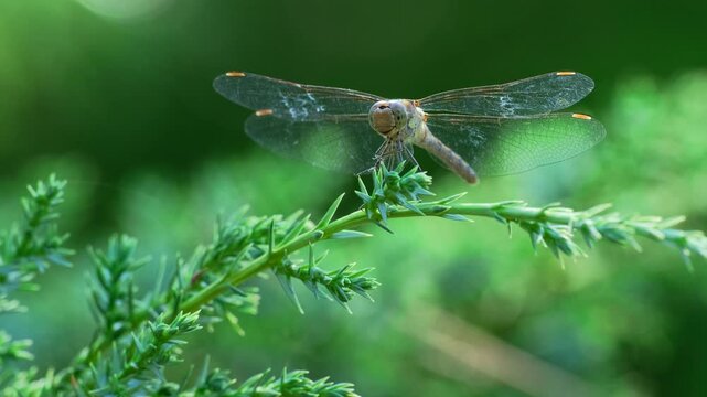 Dragonfly Sitting on Juniper Branch with Pine Trees. Close-Up of Dragonfly Fluttering Wings on Juniper Branch in Green Forest. Insect on Evergreen Branch