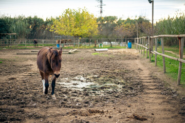 Brown donkey horse in a muddy puddle landscape