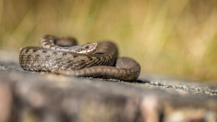 adder, vipera, berus, viper, adder, european, snake, brown, zigzag, blurry, background, portrait, reptile, venomous, serpent