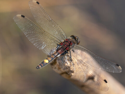 darter, leucorrhinia, pectoralis, male, dragonfly, yellow spot, isolated, portrait, top view, wing, abdomen, head, thorax, pterostigma, stigma alaris, closeup, macro