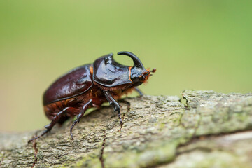 European rhinoceros beetle, Oryctes nasicornis, large flying beetle, Dynastinae, male, brown, horn