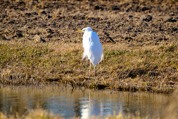 Silberreiher auf Beobachtung