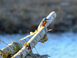 vertr&auml;umter Eisvogel