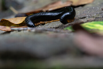 Giant milipede curled in semi-circle on ground.