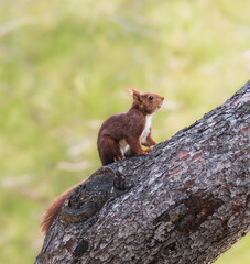 Bonita ardilla sobre pino