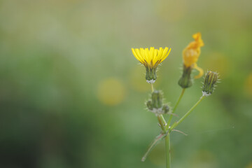 Diente de león sobre fondo verde amarillento