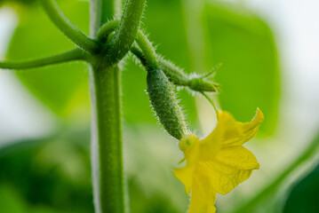 Small cucumber developing on a vine, accompanied by a vibrant yellow flower in a greenhouse,...