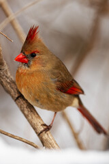 Female Northern Cardinal in Winter