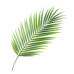 palm leaf isolated on white background