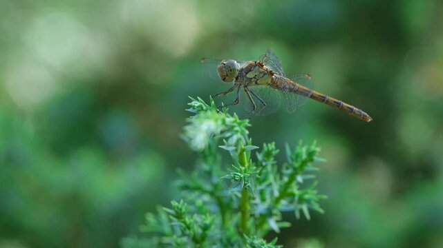 Dragonfly Sitting on Juniper Branch with Pine Trees. Close-Up of Dragonfly Fluttering Wings on Juniper Branch in Green Forest. Insect on Evergreen Branch