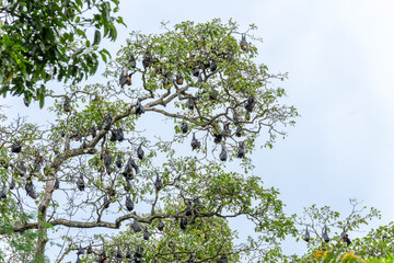 Colony of Indian fly fox, or bats hanging high in tree in Kandy Botanical Gardens